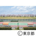 北区立荒川赤羽桜堤緑地の桜とテニスコート