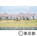 北区立荒川赤羽桜堤緑地の桜