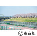 北区立荒川赤羽桜堤緑地の桜