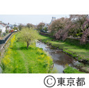 御塔坂橋から野川の風景