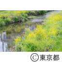 御塔坂橋から野川の風景