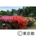 都立神代植物公園のつつじ