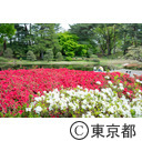都立神代植物公園のつつじ