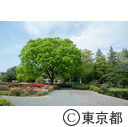 都立神代植物公園のつつじ