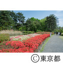 都立神代植物公園のつつじ