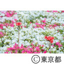 都立神代植物公園のつつじ