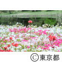 都立神代植物公園のつつじ