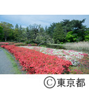 都立神代植物公園のつつじ