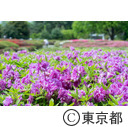 都立神代植物公園のつつじ