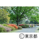 都立神代植物公園のつつじ