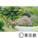 旧芝離宮恩賜庭園