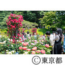 旧古河庭園のバラ