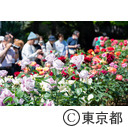 旧古河庭園のバラ