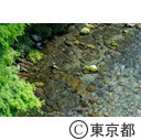 落合橋から見た秋川渓谷
