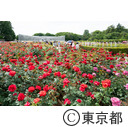 神代植物公園のばら園