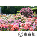 神代植物公園のばら園