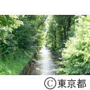 玉川上水（千手小橋周辺）