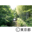 玉川上水（金比羅橋周辺）
