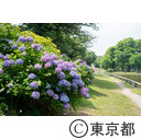 水元公園のあじさい（紫陽花）