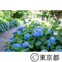 シンボルプロムナード公園のあじさい（紫陽花）