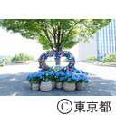 シンボルプロムナード公園のあじさい（紫陽花）