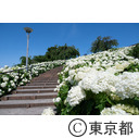 シンボルプロムナード公園のあじさい（紫陽花）