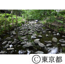 井の頭公園の三角広場の水辺