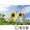 葛西臨海公園のひまわり