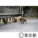 猿の群れ サルの群れ