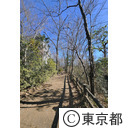 冬の玉川上水緑道